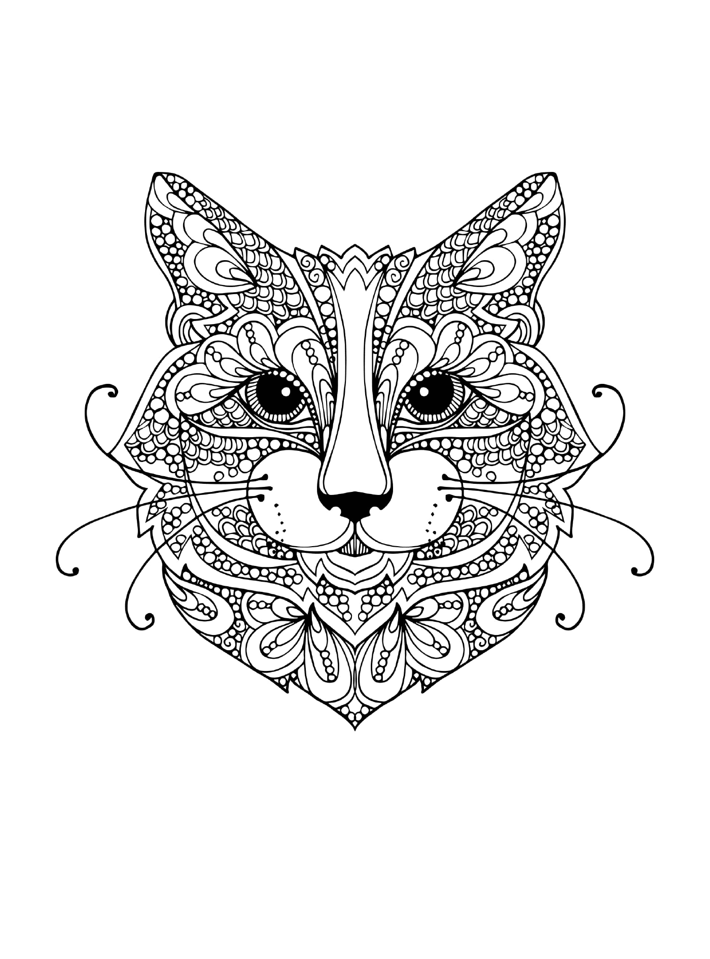  Gato com um padrão floral no rosto 