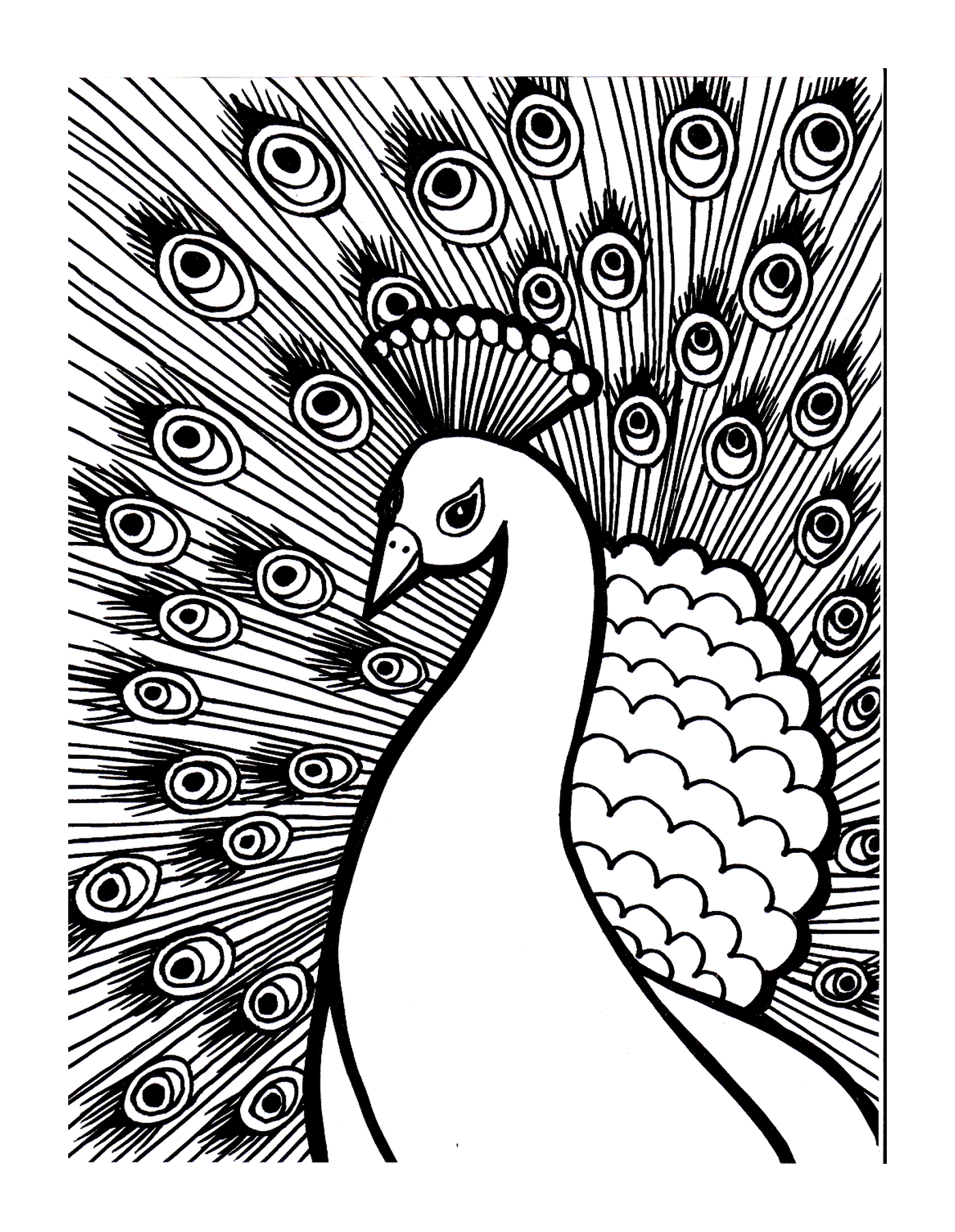  Um pavão é desenhado 
