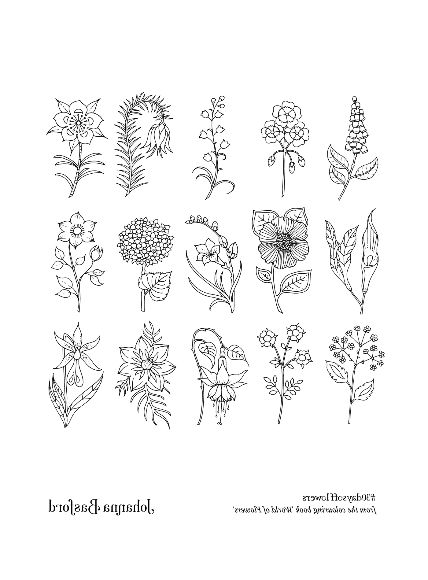  Uma grande variedade de flores 