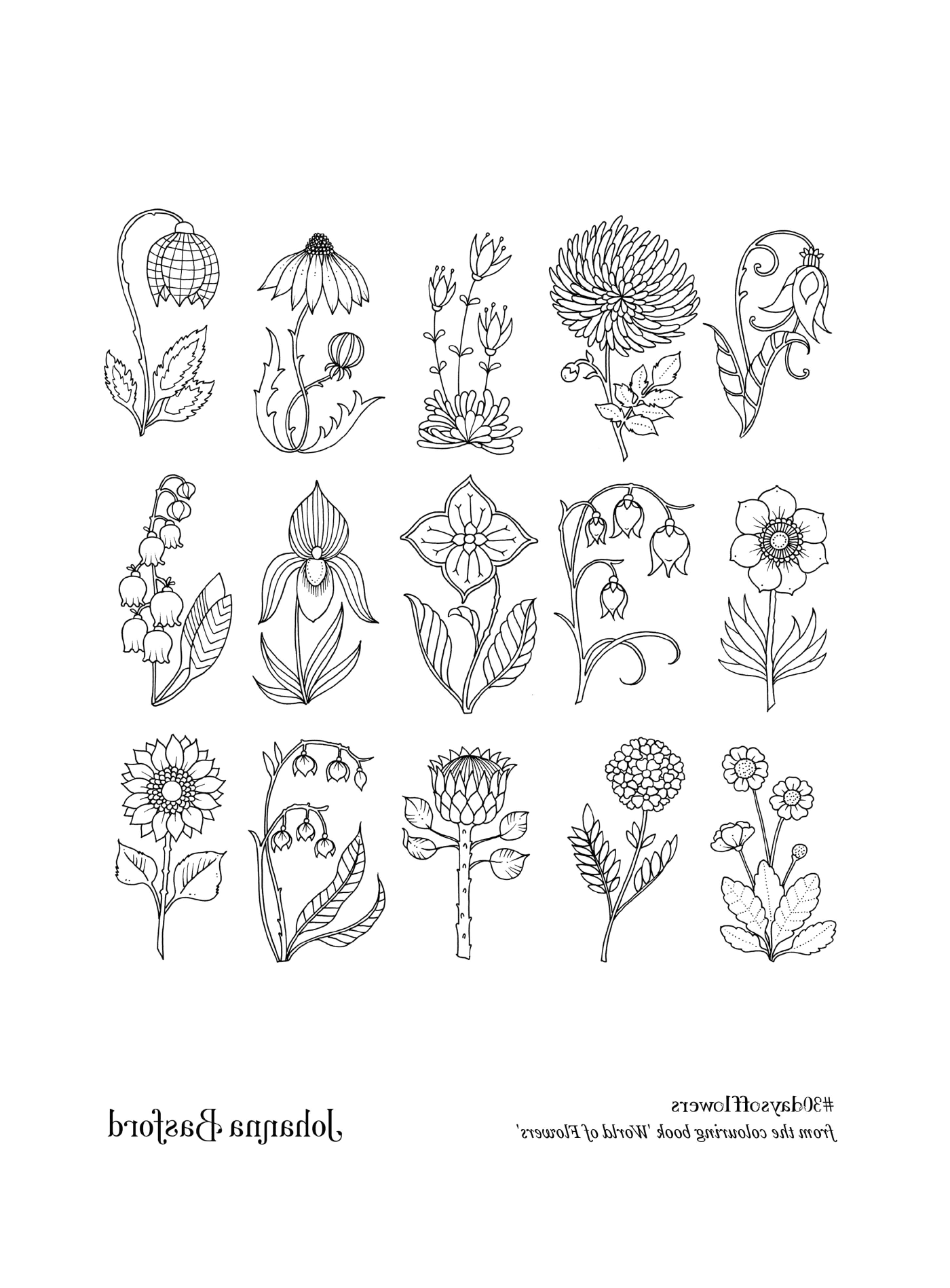  Uma grande variedade de flores 