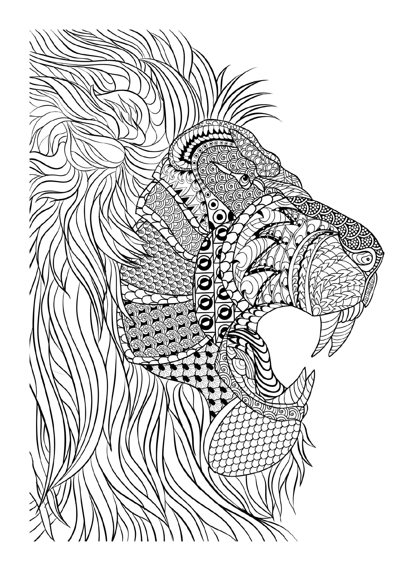  Um leão 