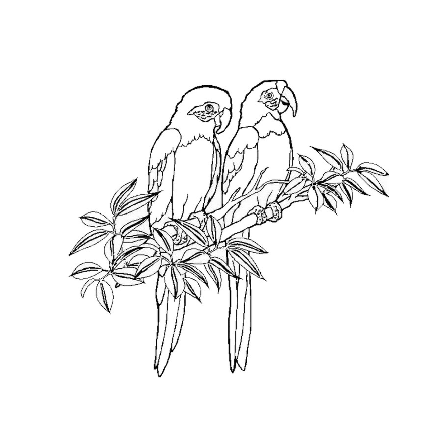  Duas perucas sentadas em um galho de árvore 
