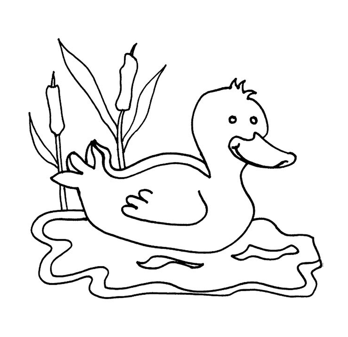  鸭子在水面上 