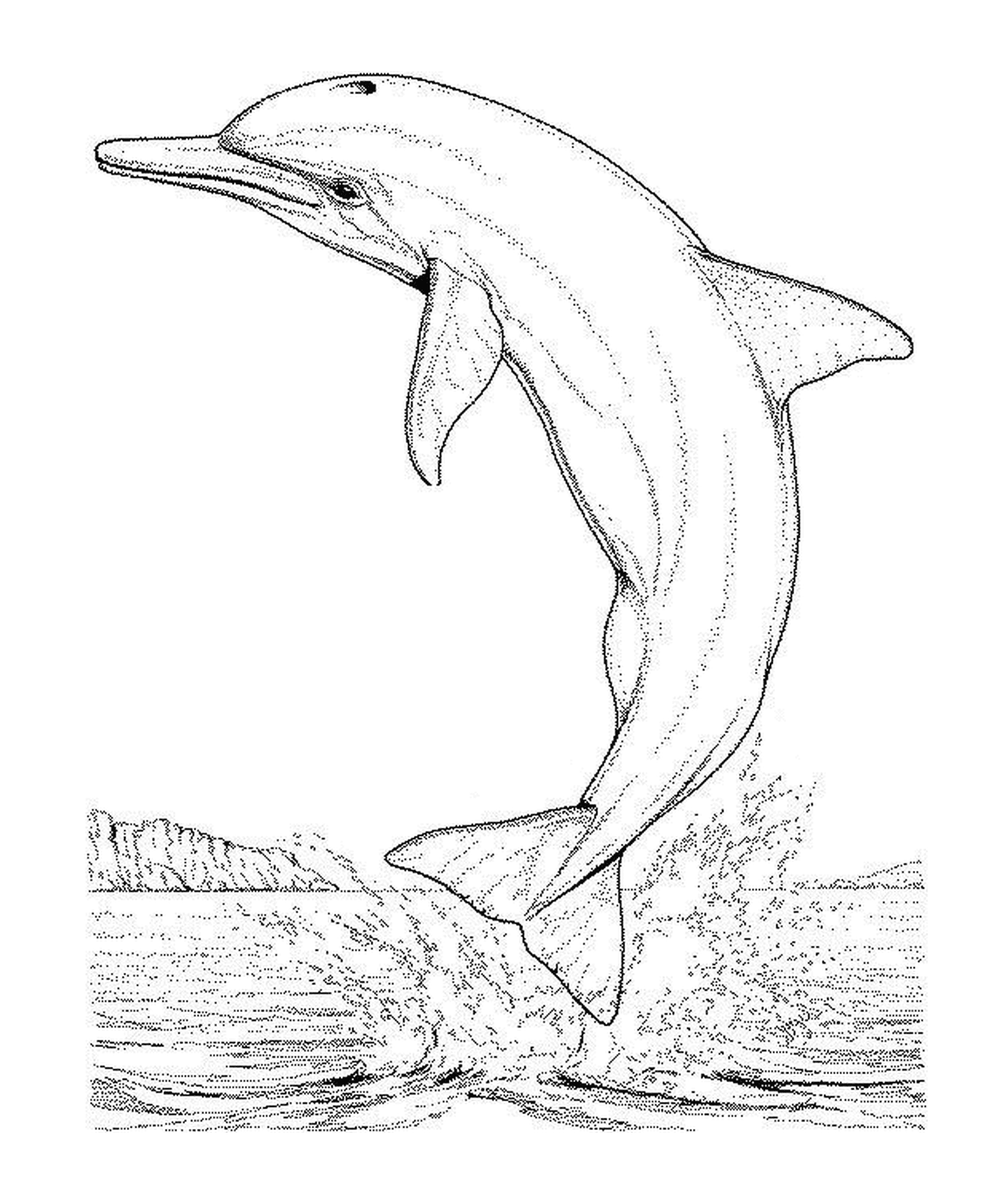  Um golfinho pulando da água 