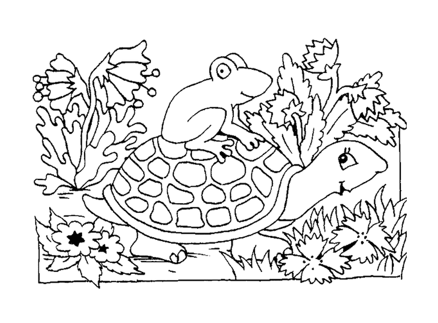  Um sapo sentado em uma concha de tartaruga 