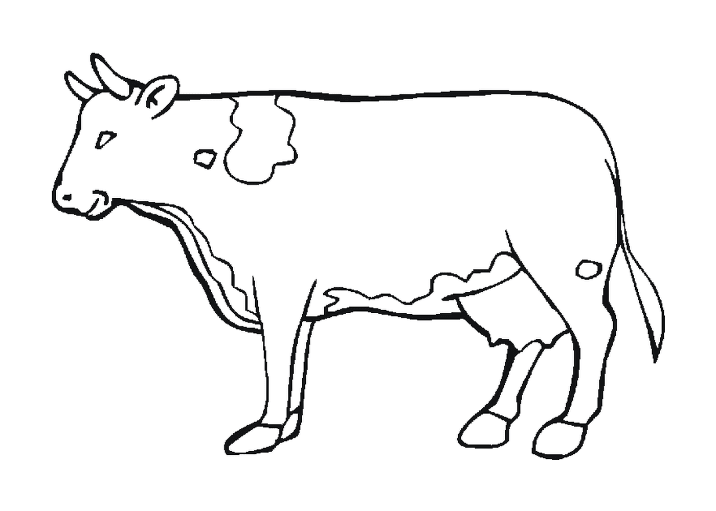  गाय 