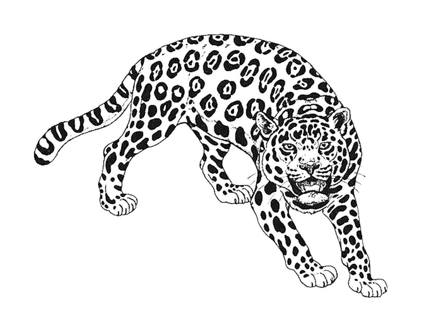  um leopardo 