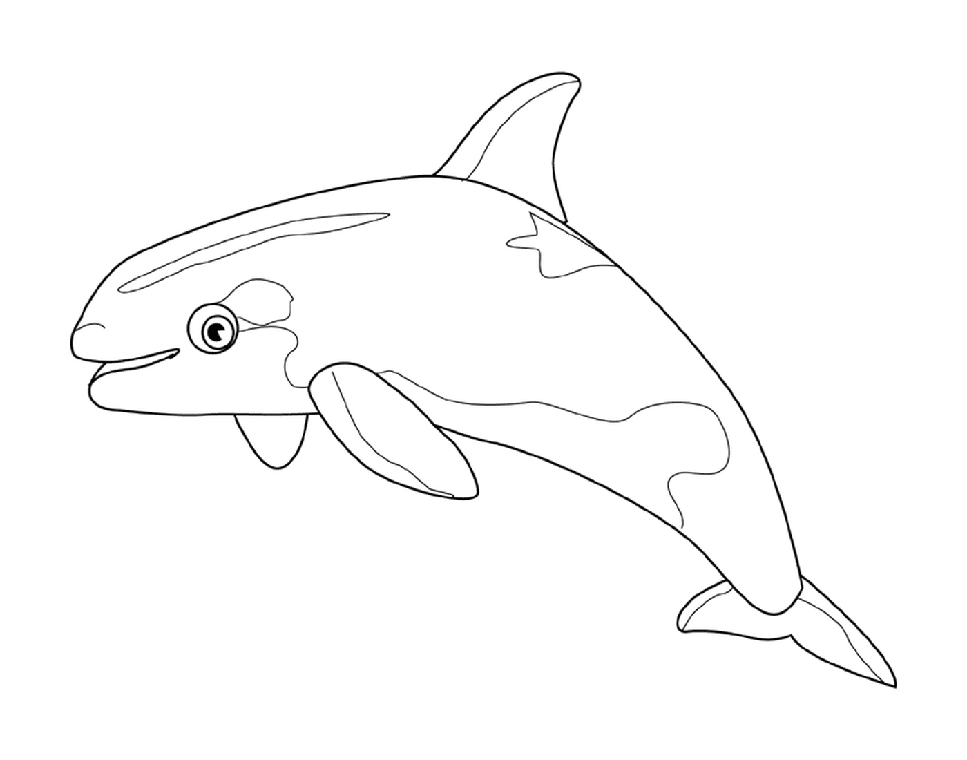  Um golfinho 