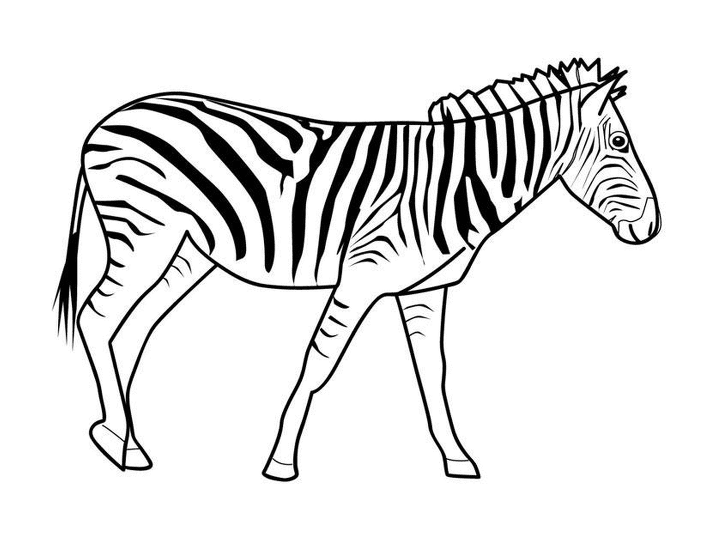  Uma zebra 