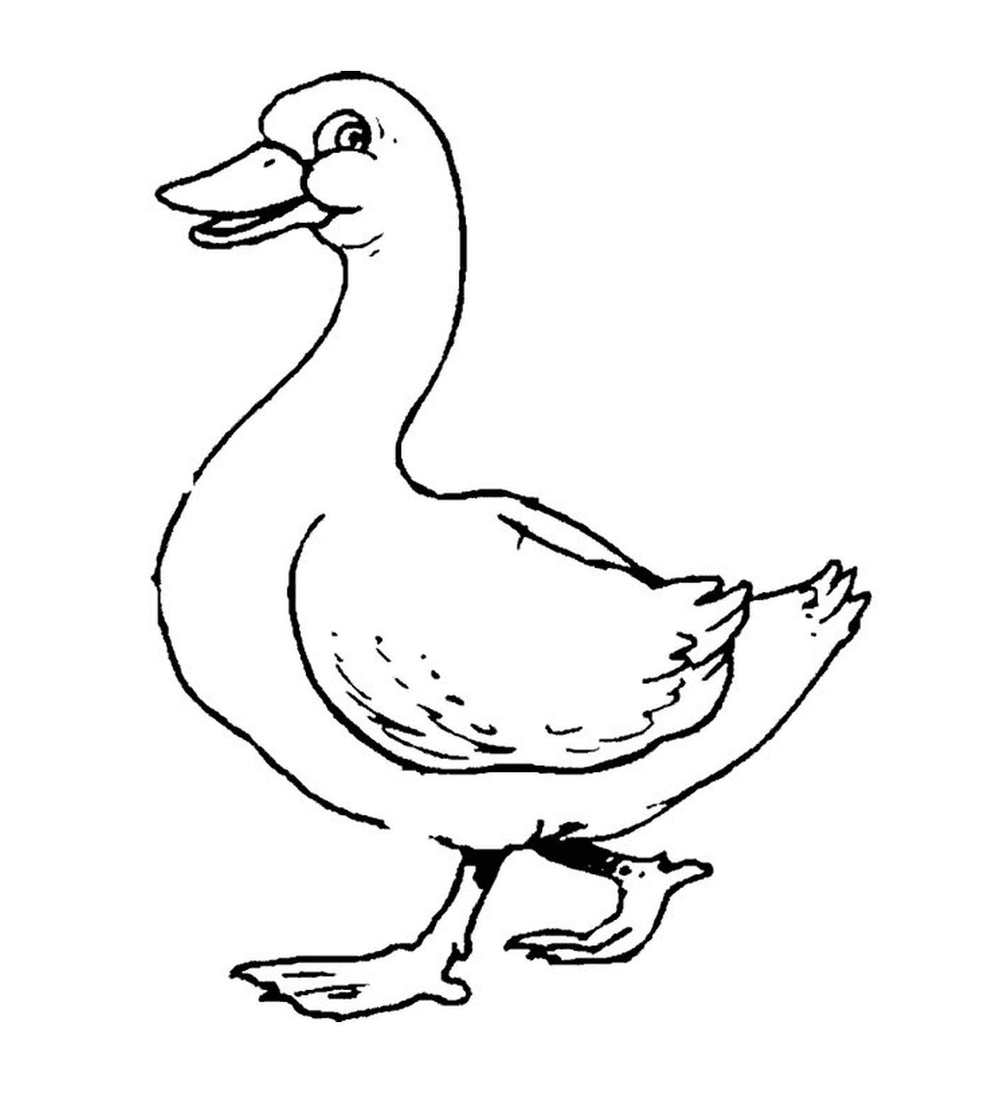  Um pato 