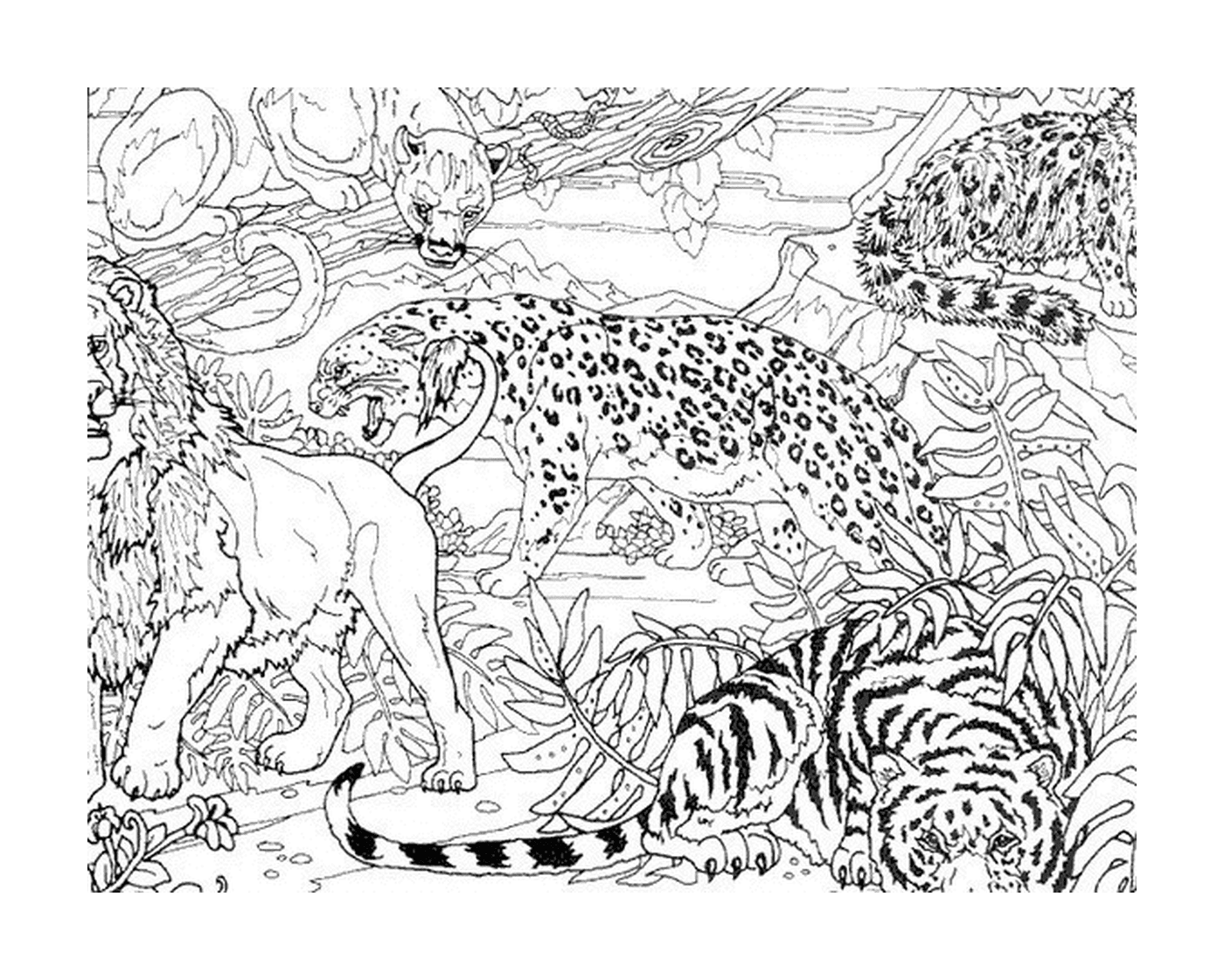  丛林中一只豹和两只老虎 
