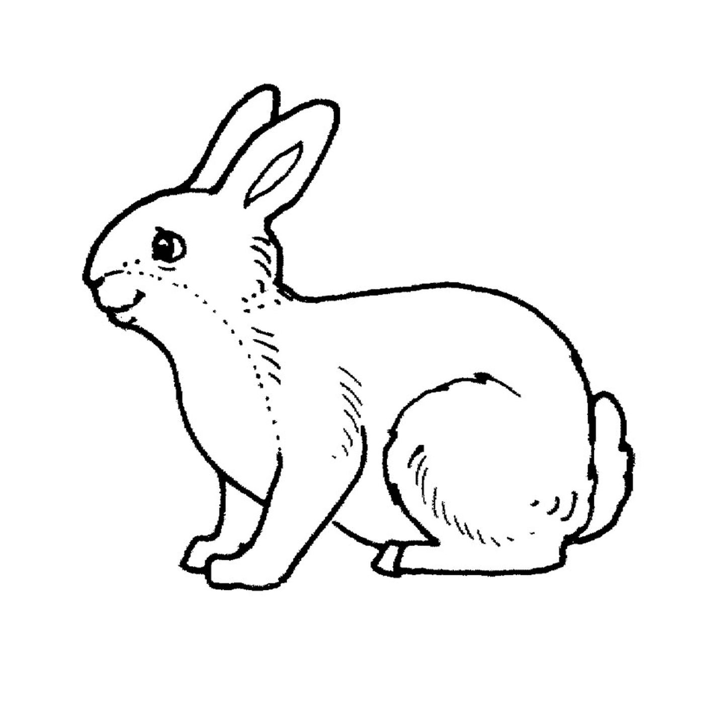  Um coelho 