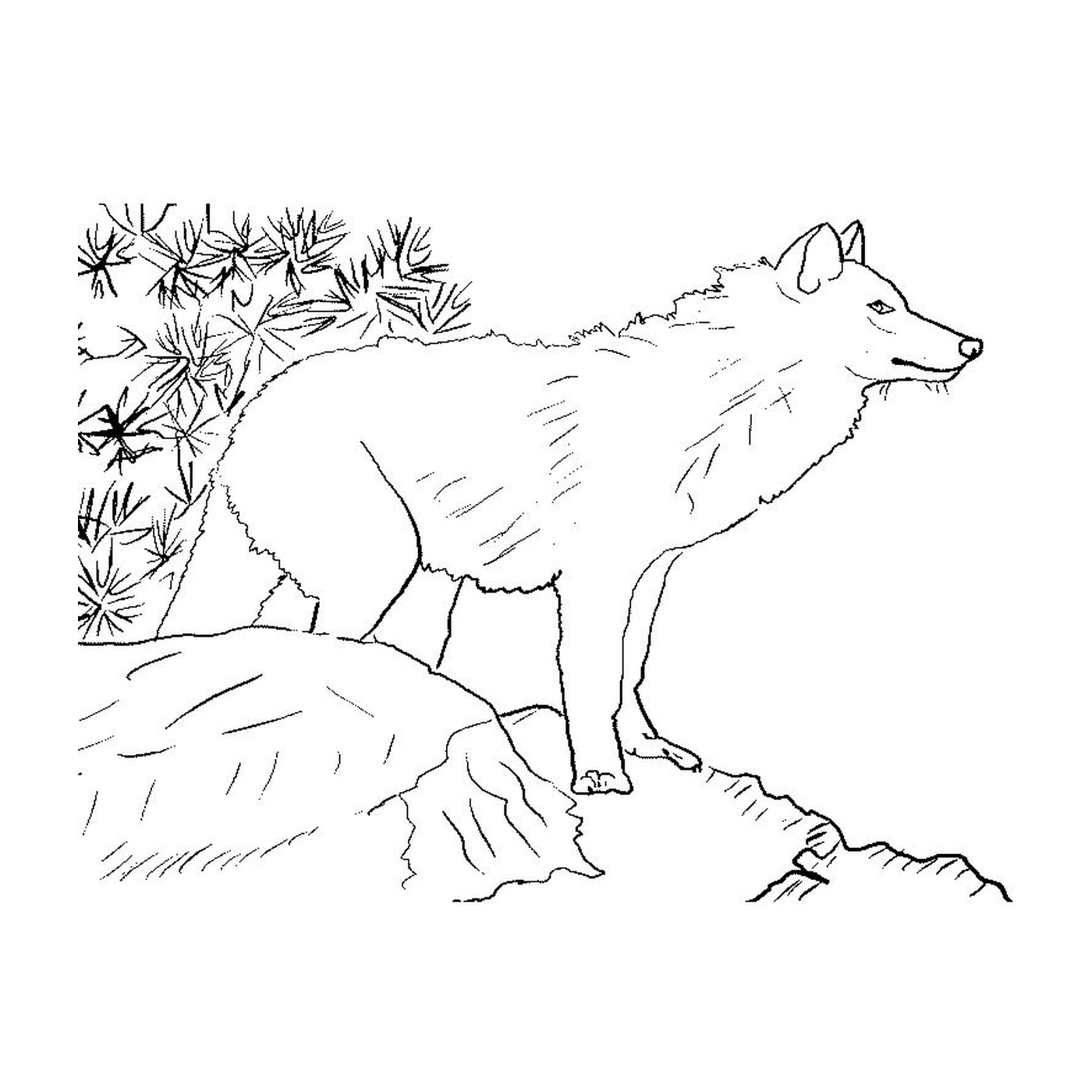  पहाड़ी पर एक भेड़िया खड़ा है 