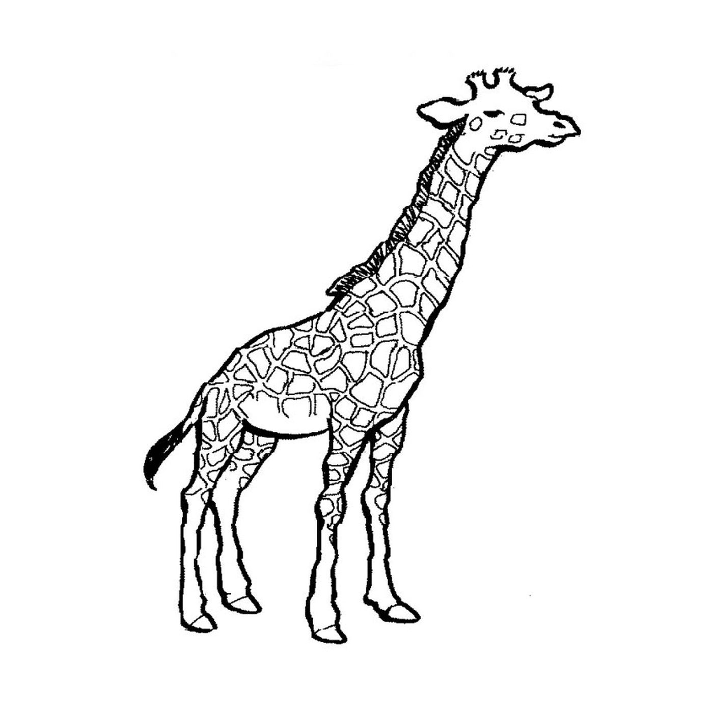  长颈鹿 