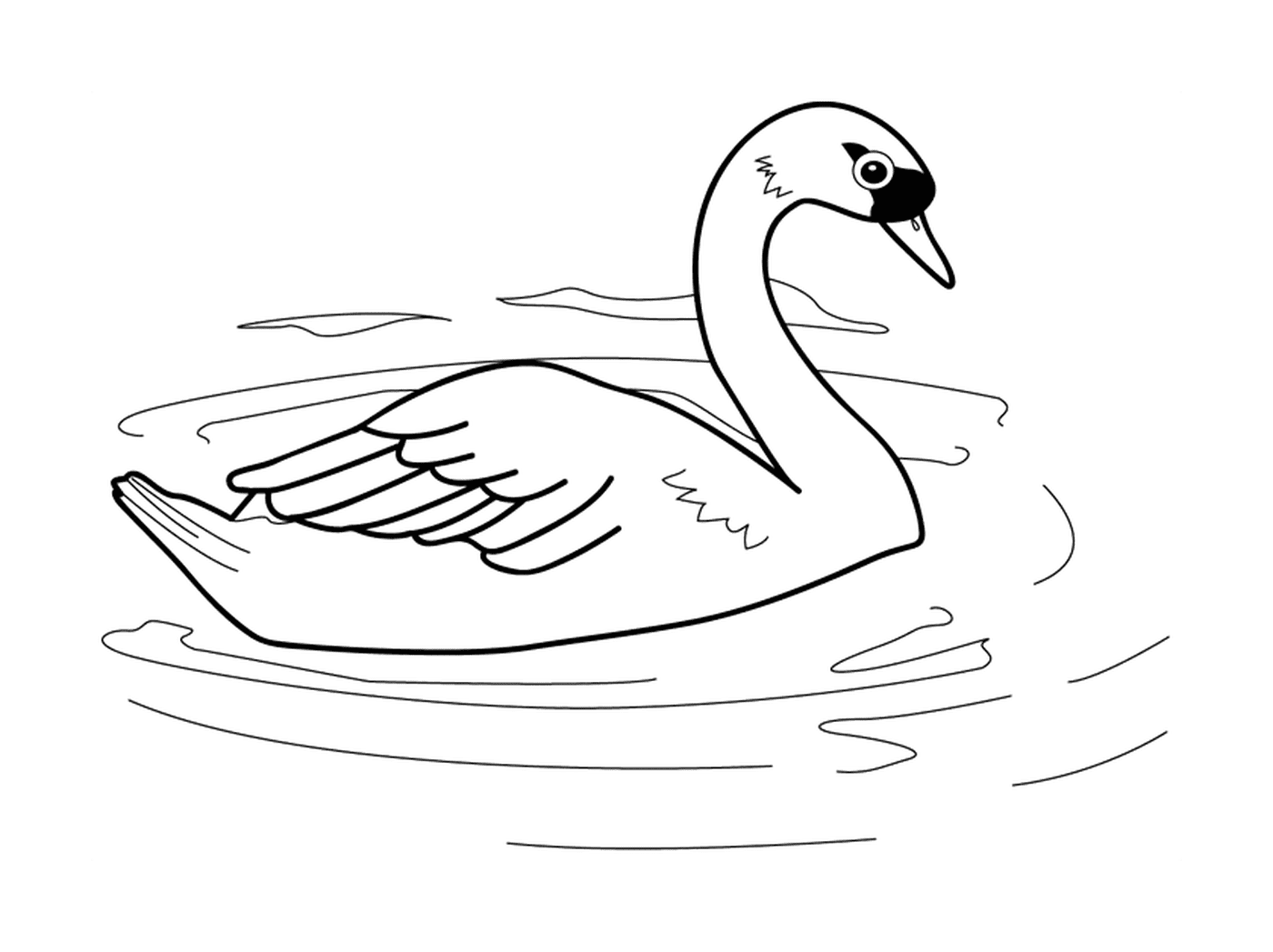  Um cisne na água 