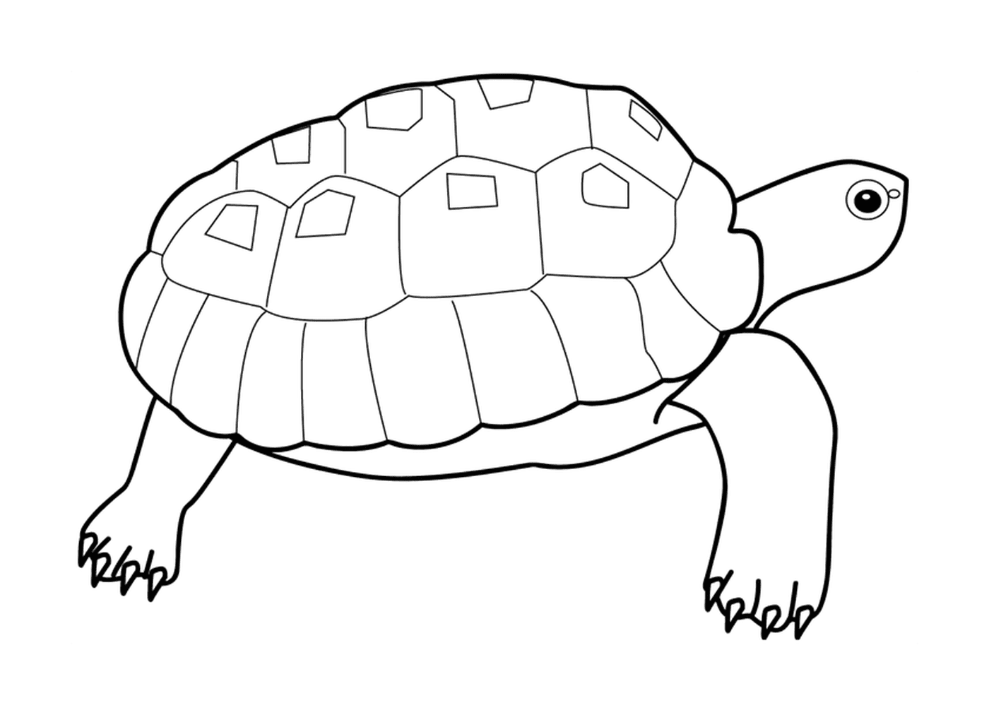  海龟 