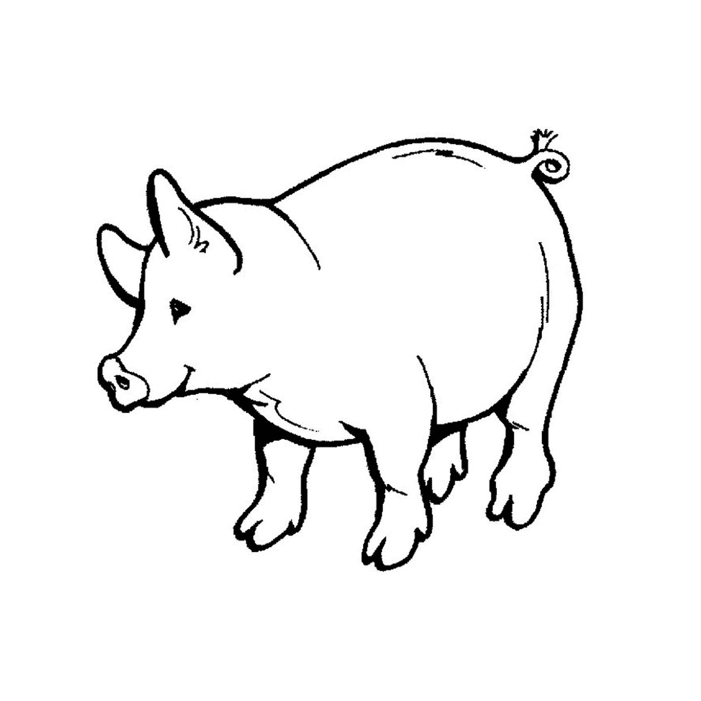 Um porco 