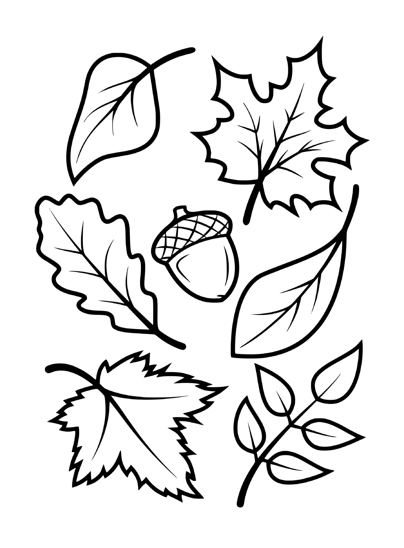 秋树树叶和橡树(如Mamele、Beech、橡树) 