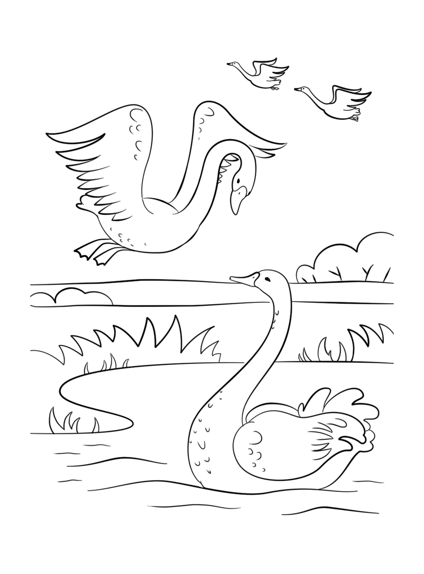  Um cisne e um ganso nadando em um lago 