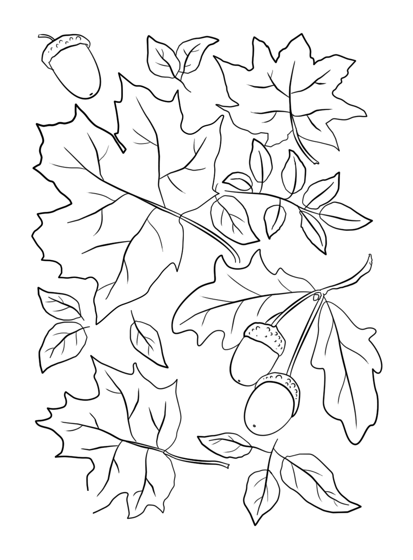  Folhas e bolotas em uma árvore 