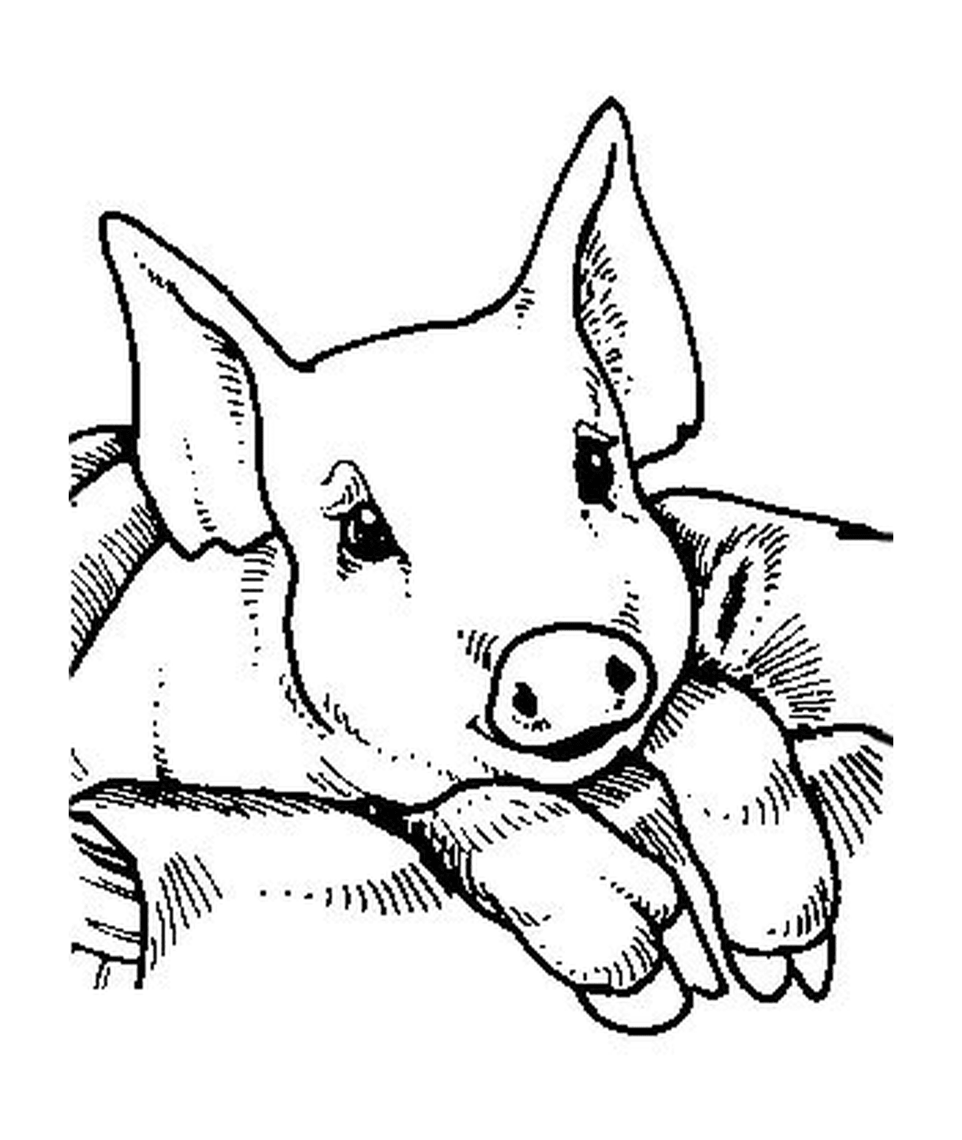  一个坐在毯子上的猪宝宝 