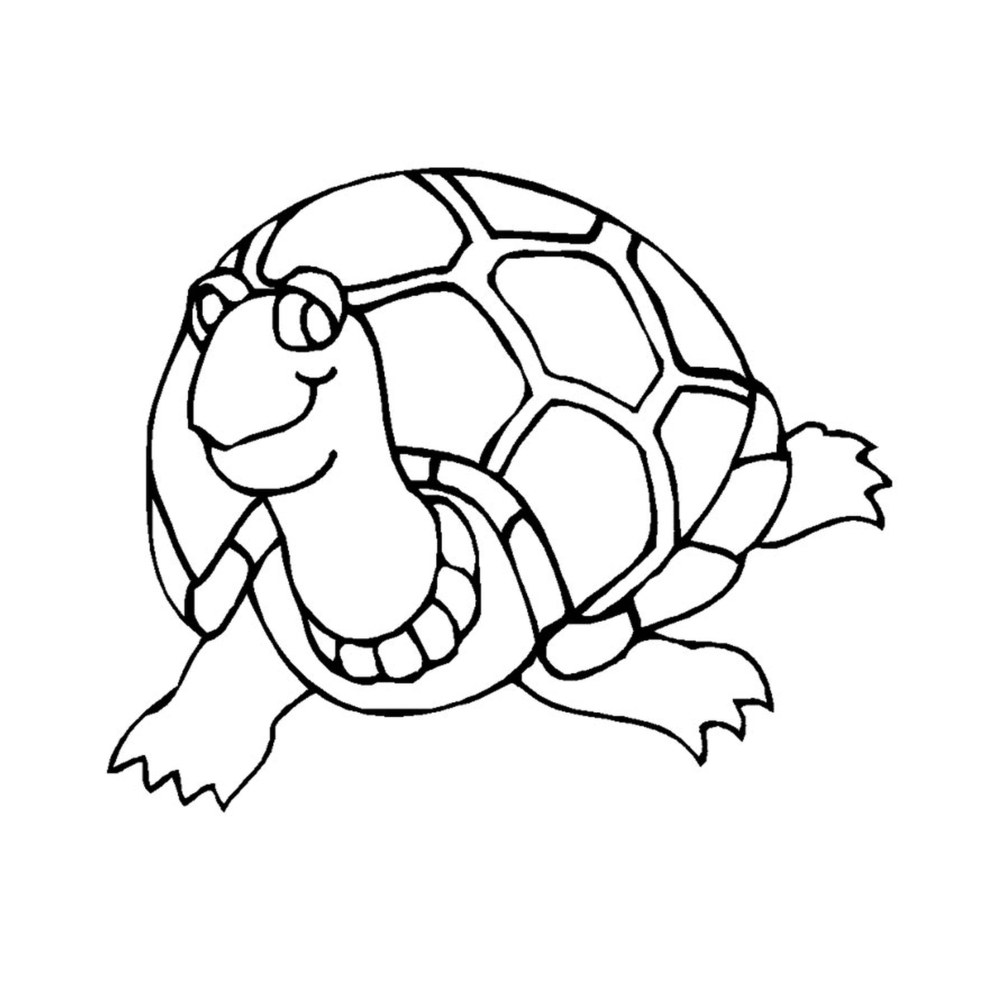  Uma tartaruga bebê 