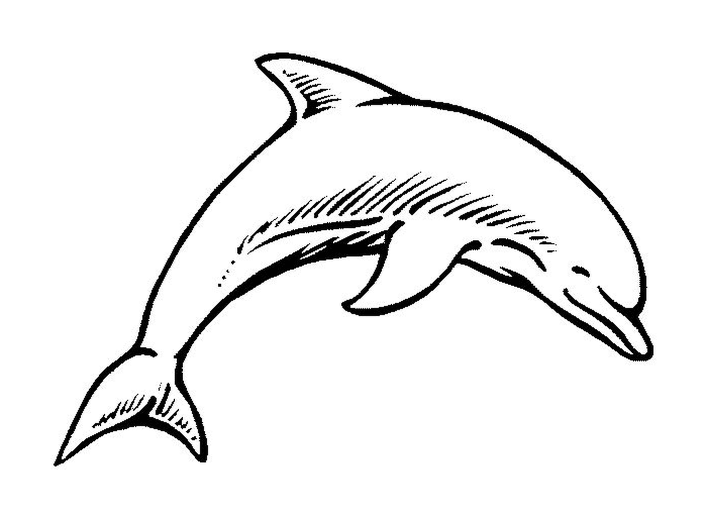  Um golfinho bebê 