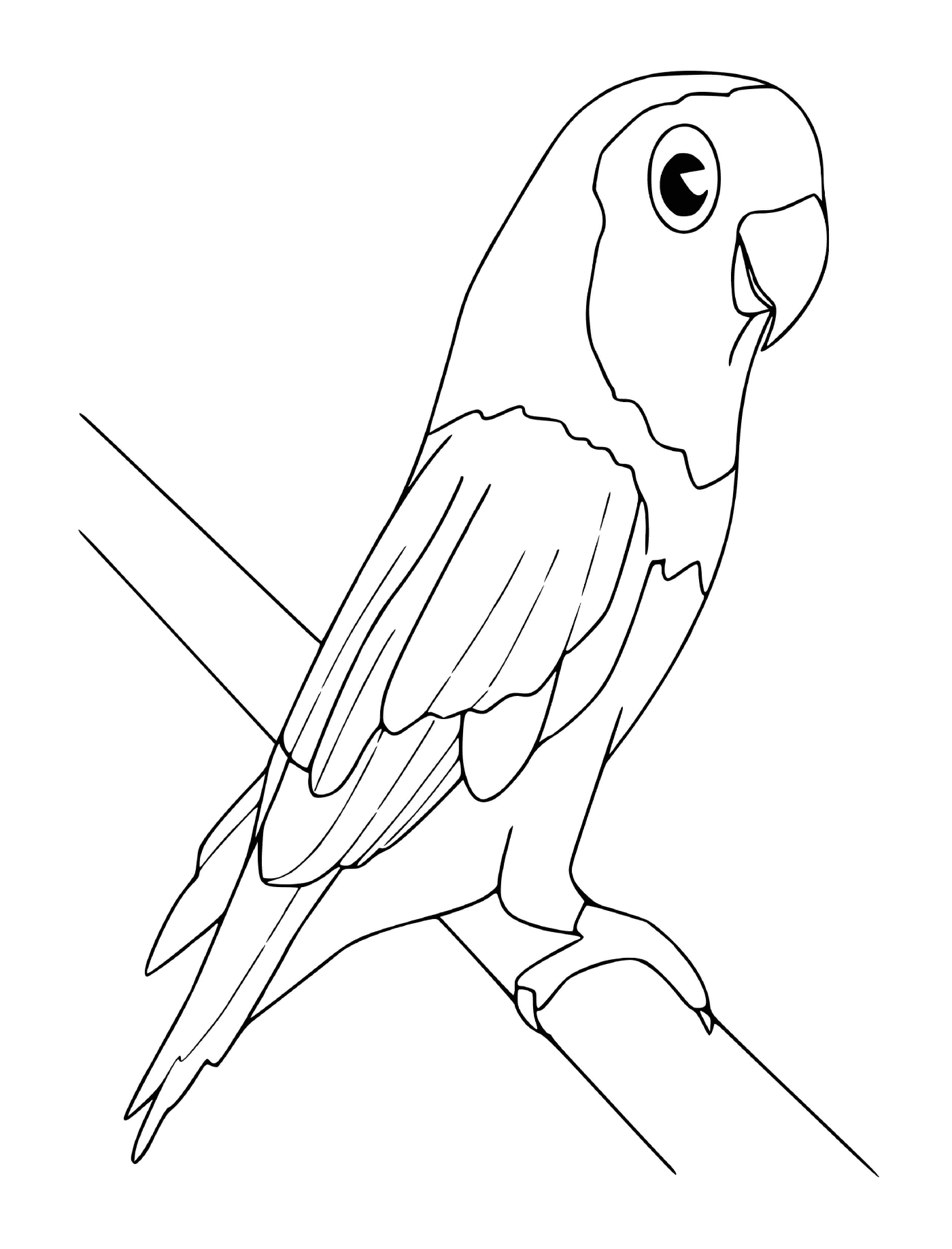  papagaio 