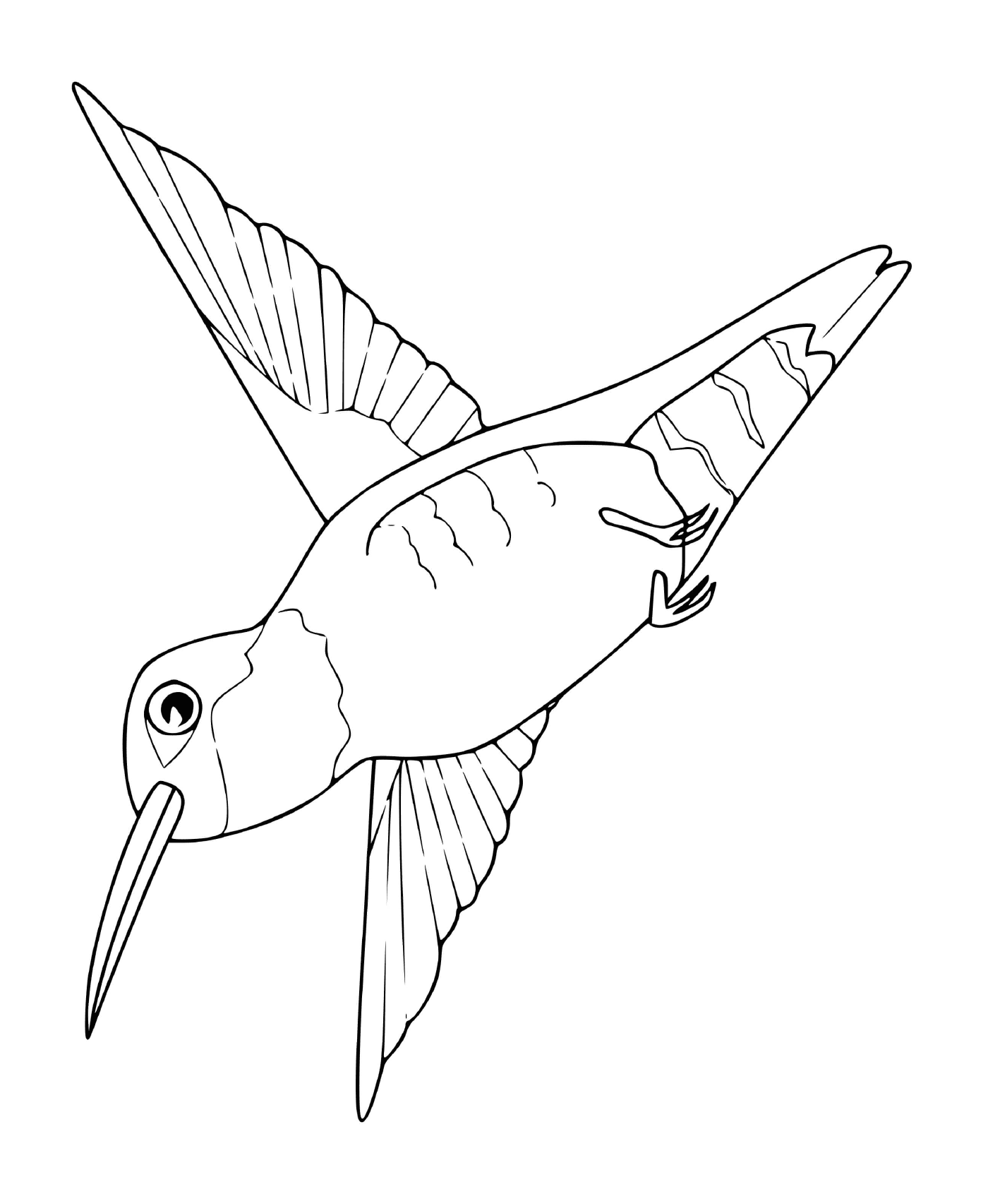  Hummingbird 