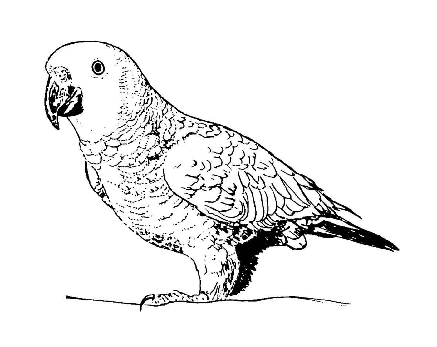  papagaio se alimentando de frutas e sementes 