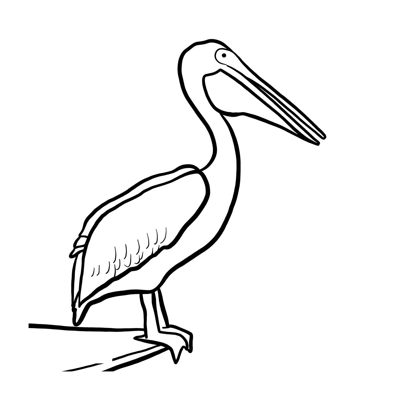  Pelicano Pelicano 
