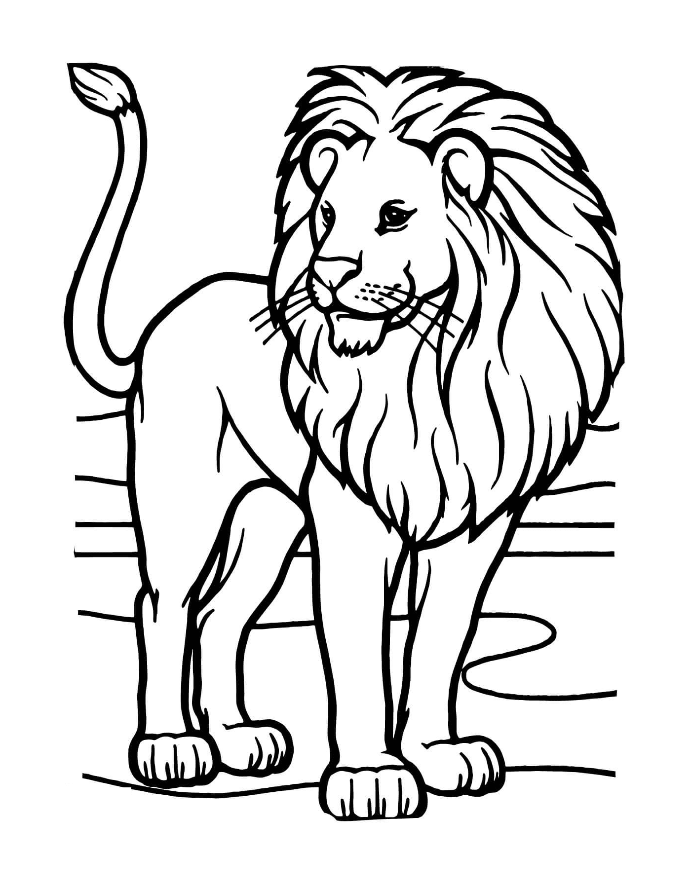  Leão selvagem da África 