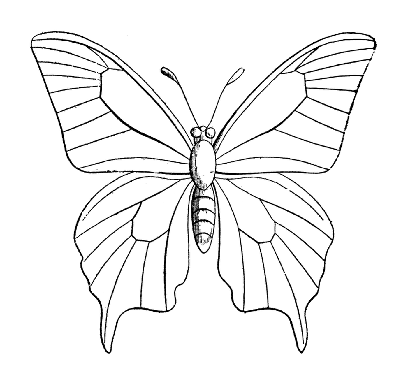  linda borboleta com asas 