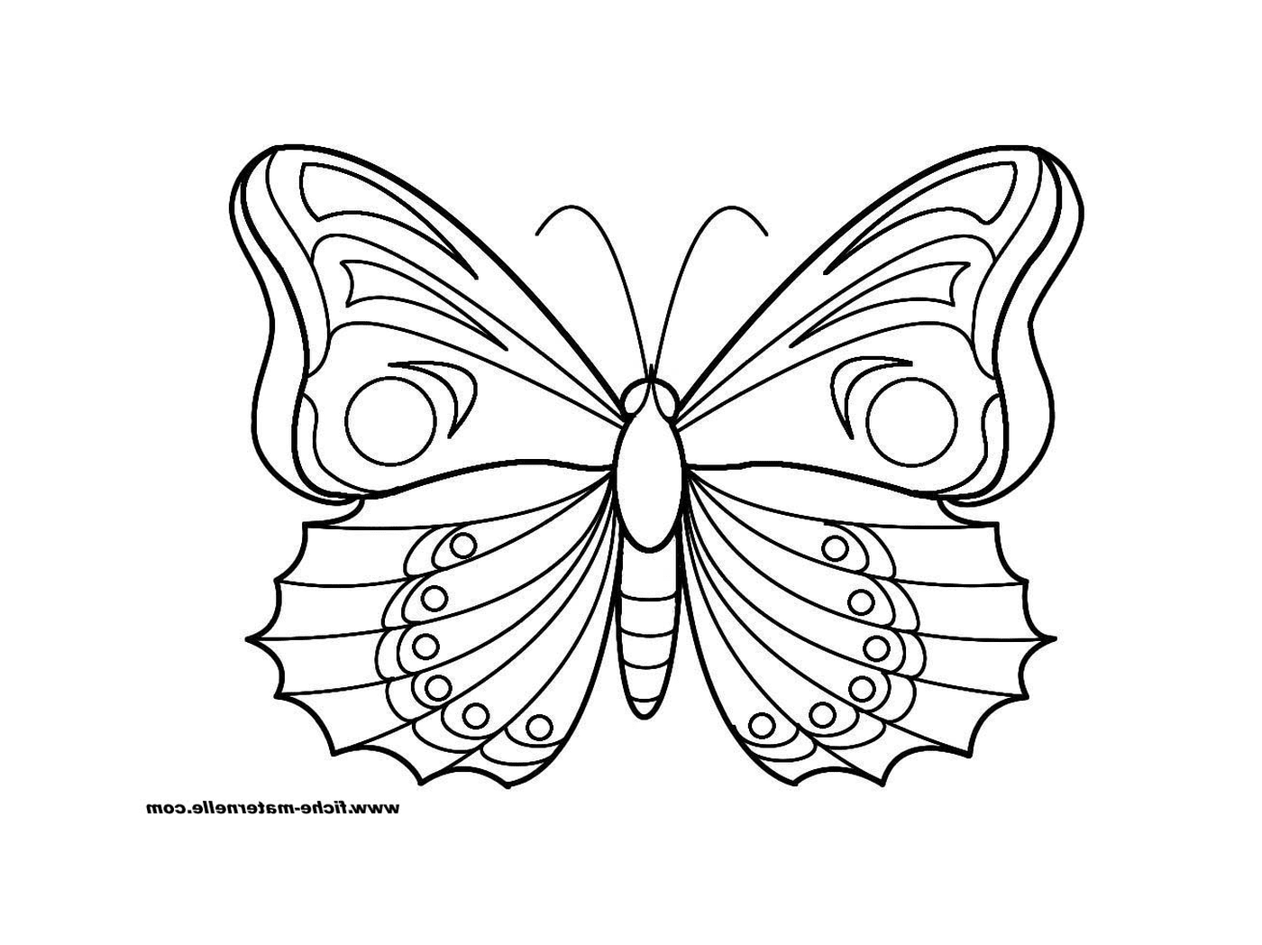  borboleta com asas claras 