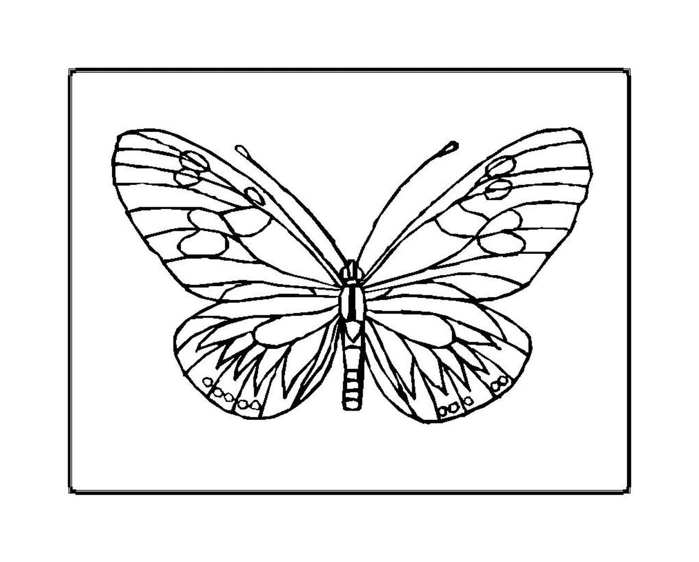  borboleta delicada e frágil 
