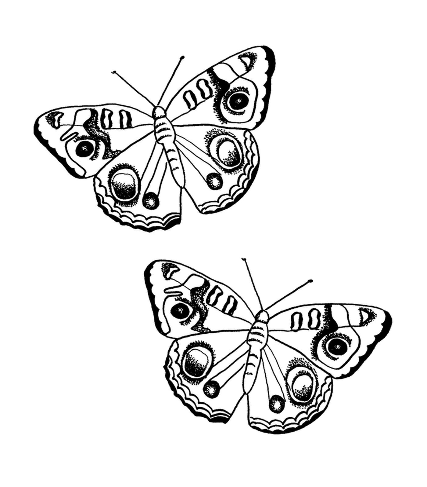  borboleta preto e branco 