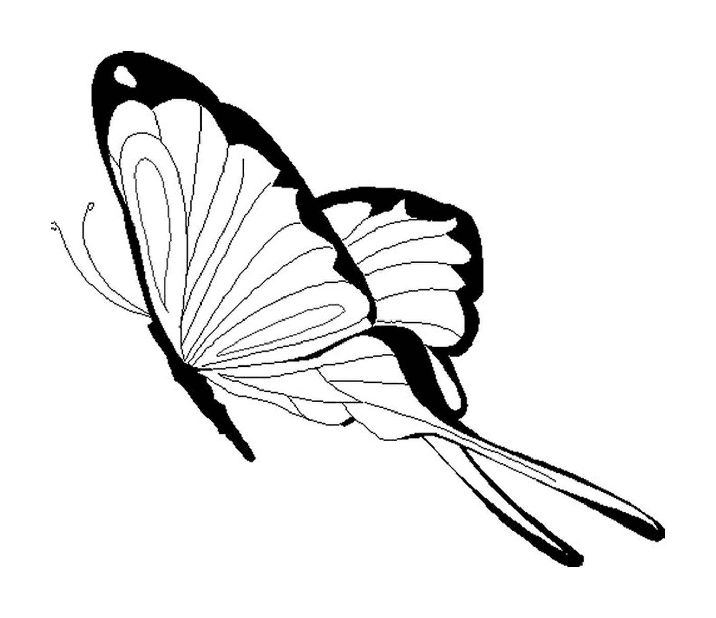  带扩张翼的蝴蝶 