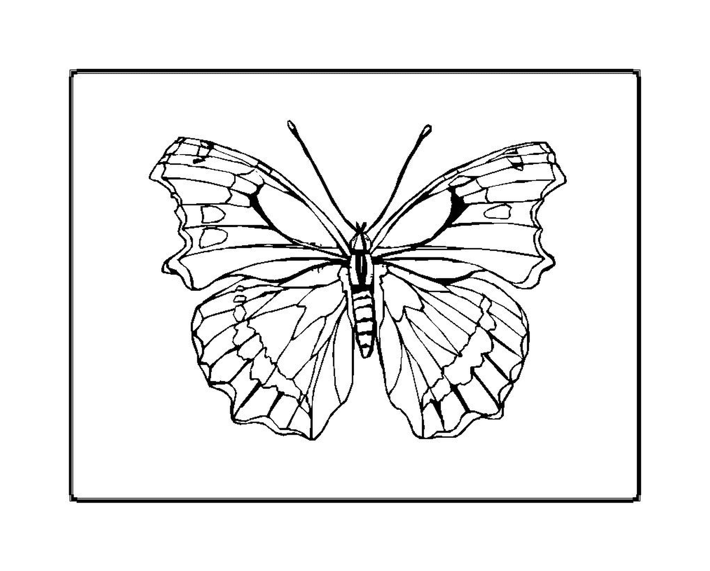  borboleta delicada e graciosa 