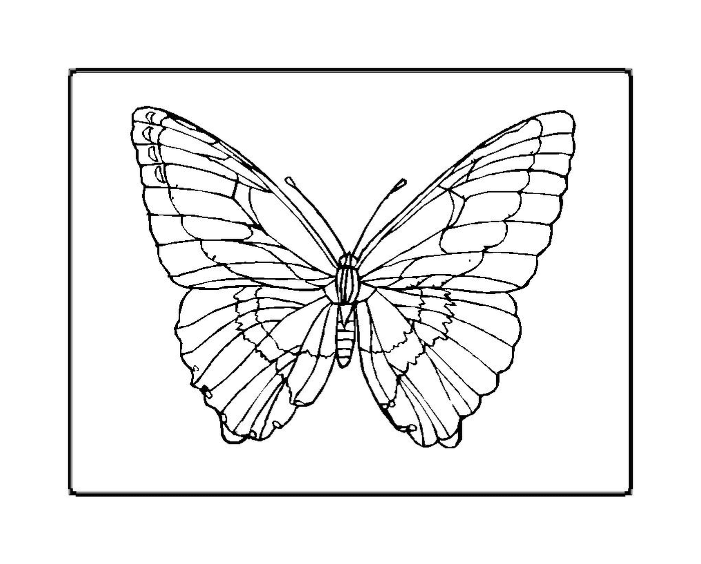  cintilação e borboleta elegante 
