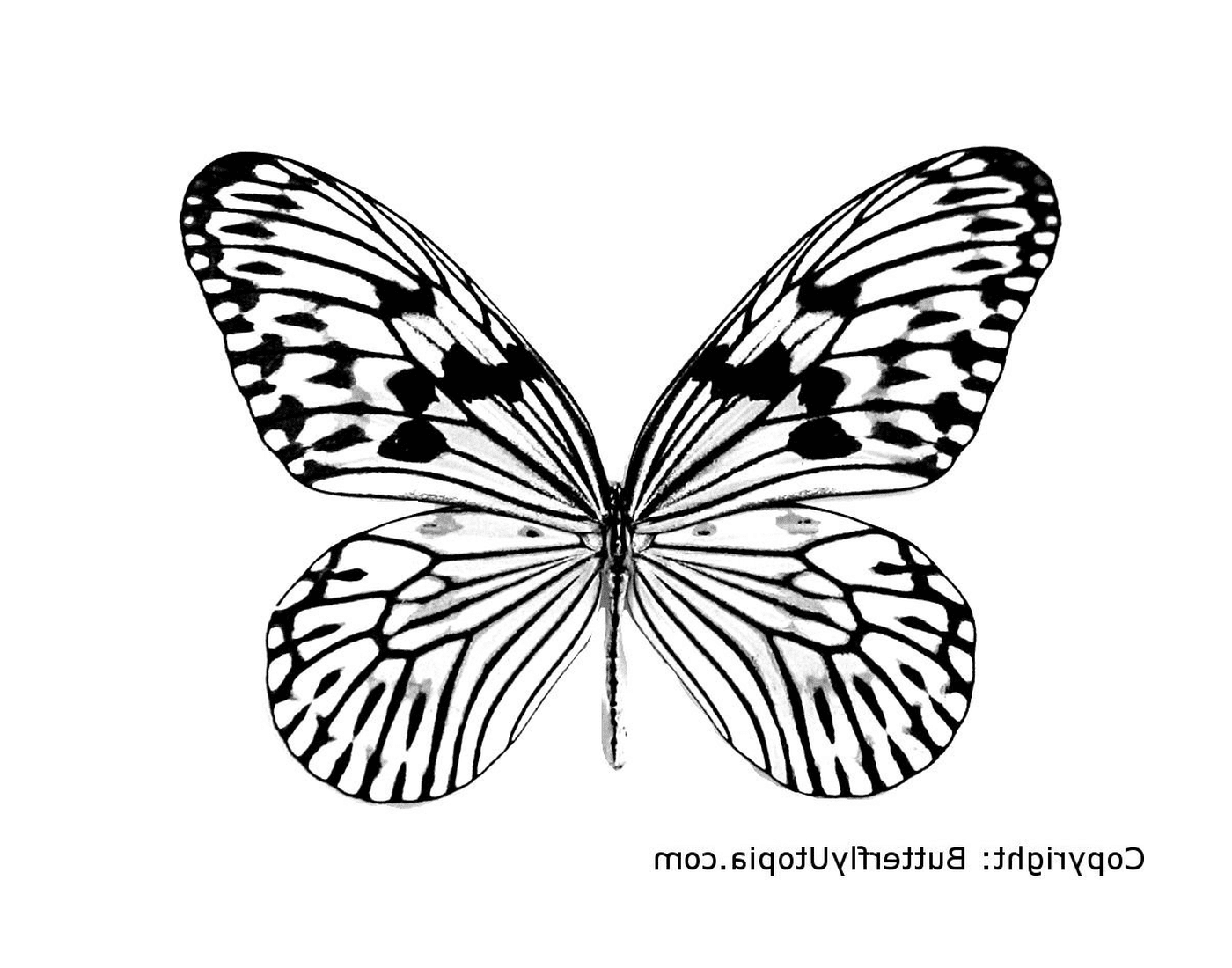  有光翅膀的蝴蝶 