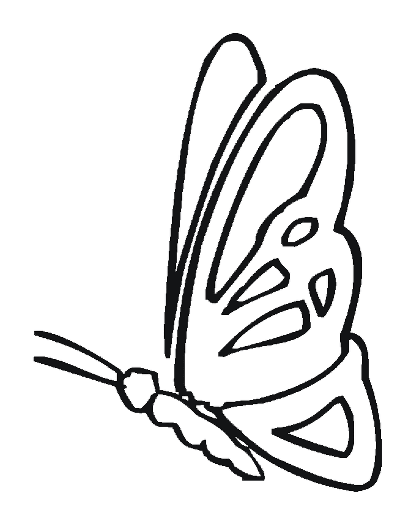  perfil de borboleta delicada 