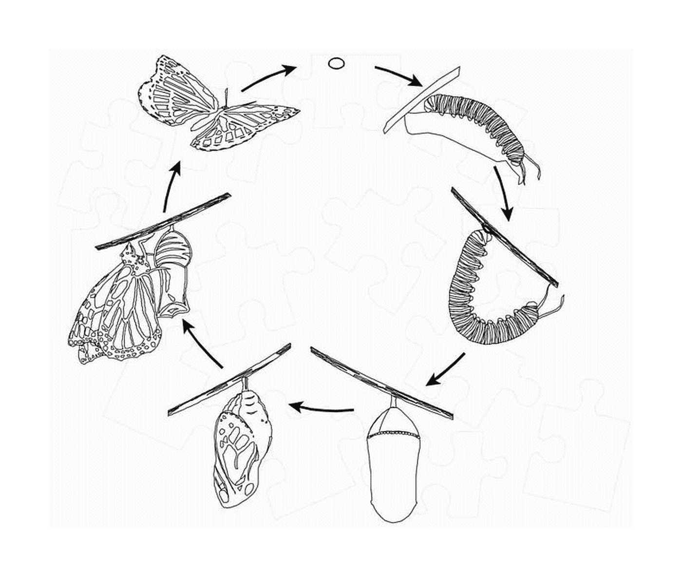  ciclo de vida borboleta 