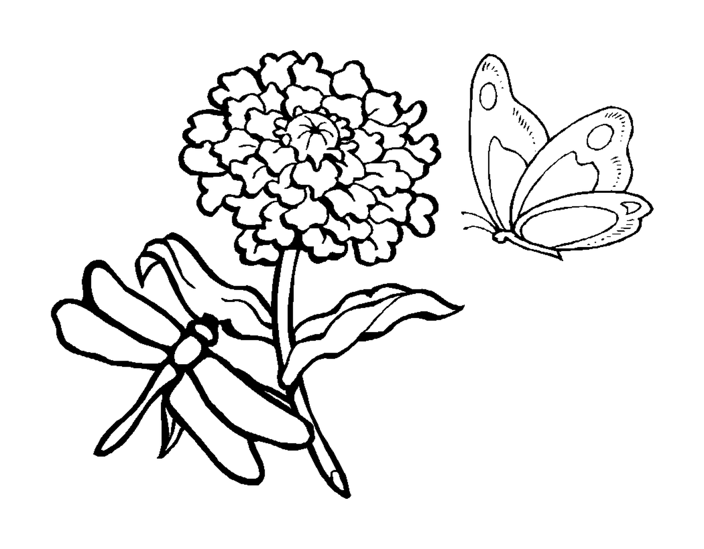  libélula e borboleta perto 