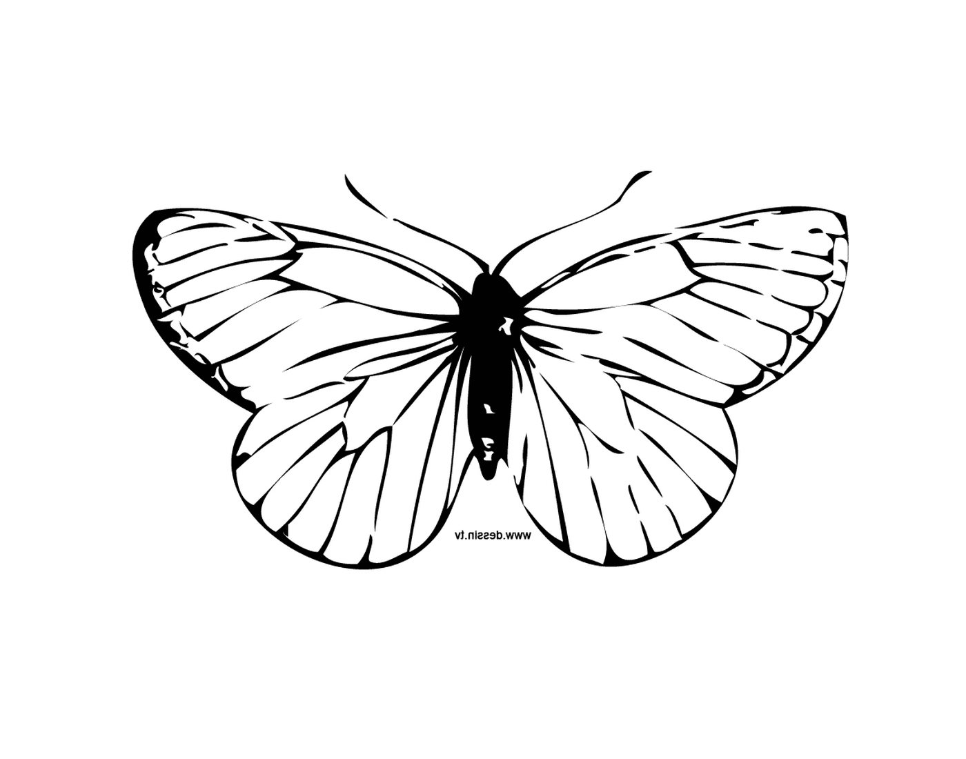  迷人的蝴蝶,有独有的动画图案 