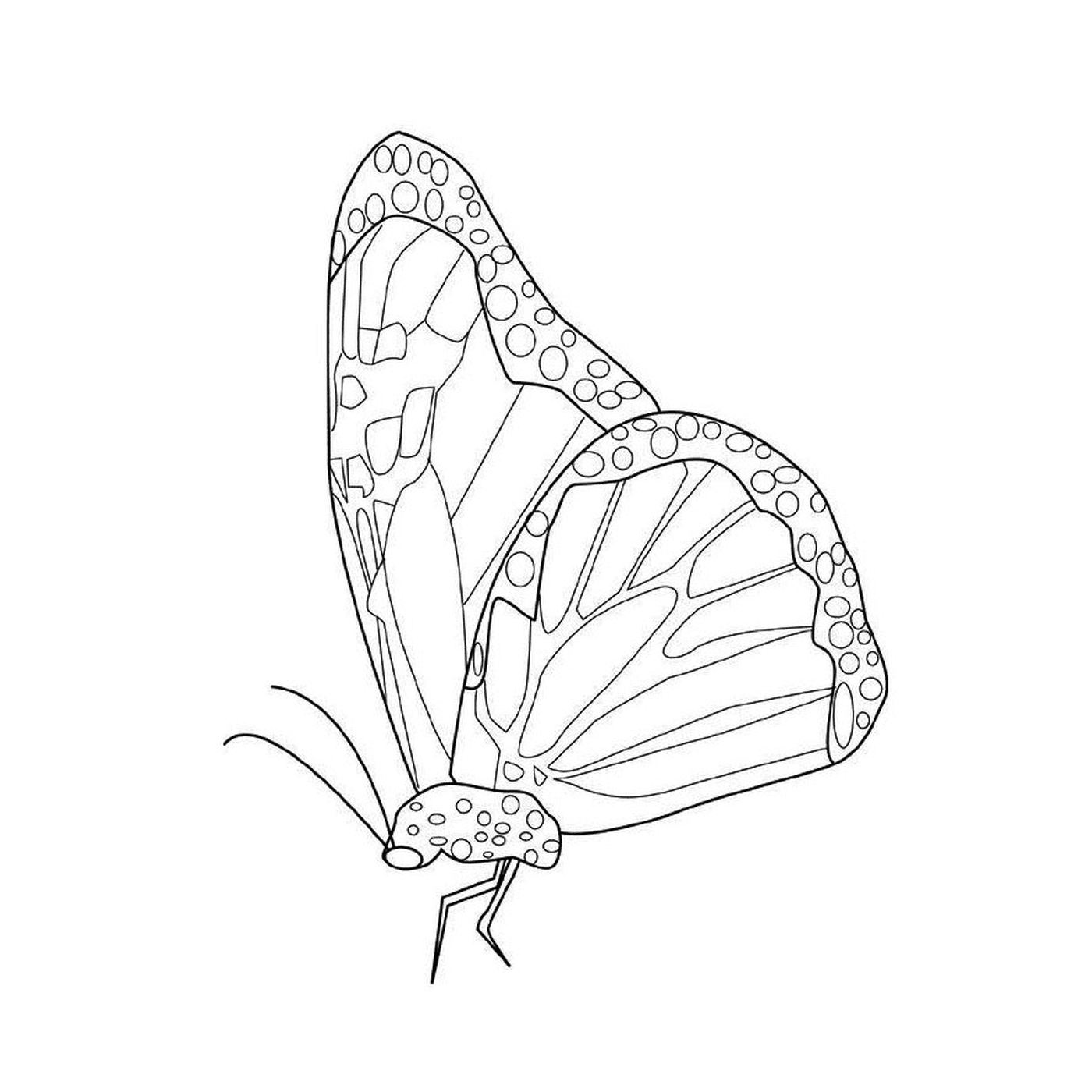  具有独特模式的莫拉克蝴蝶 