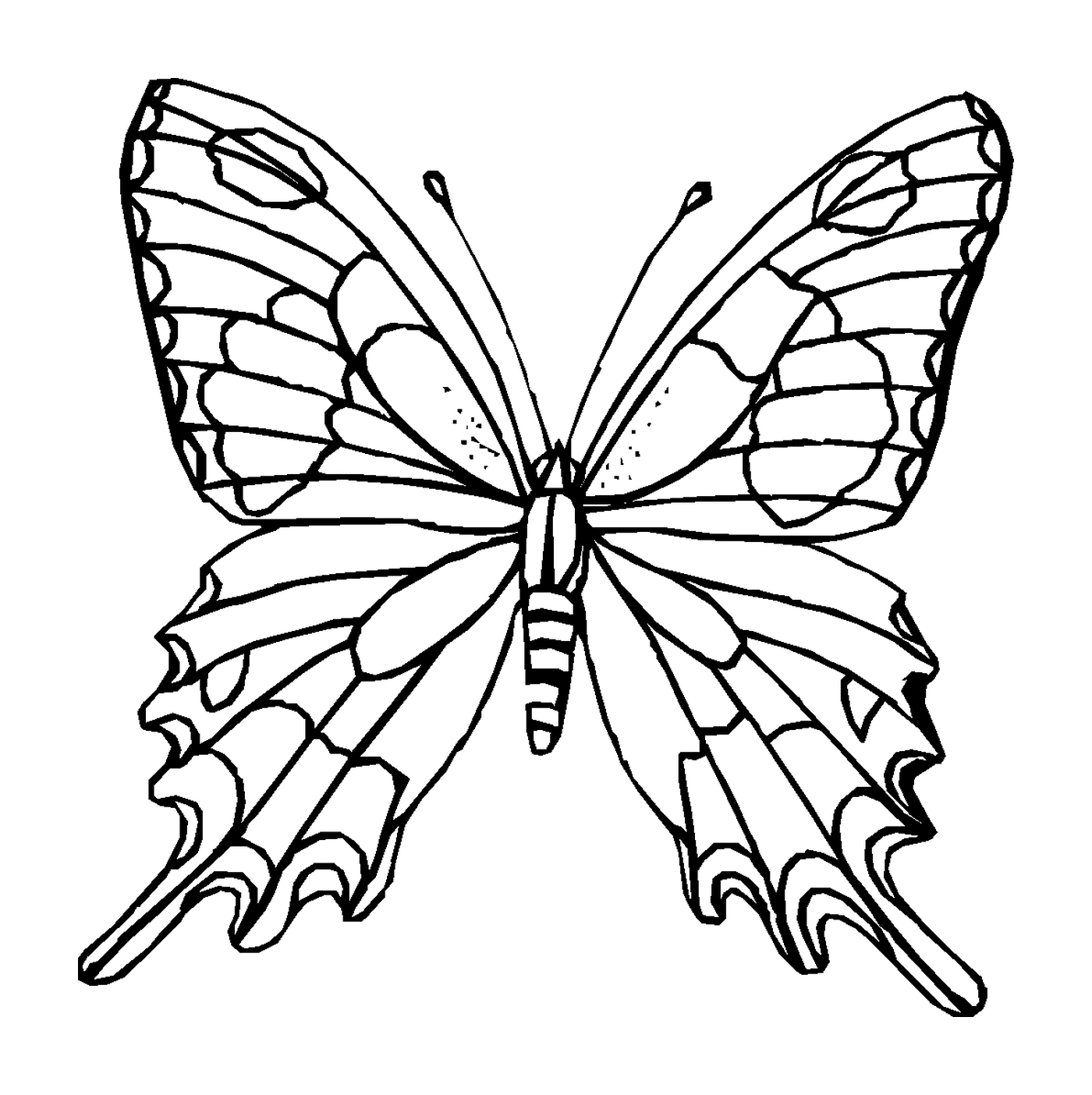  带半透明翼的斜蝴蝶 