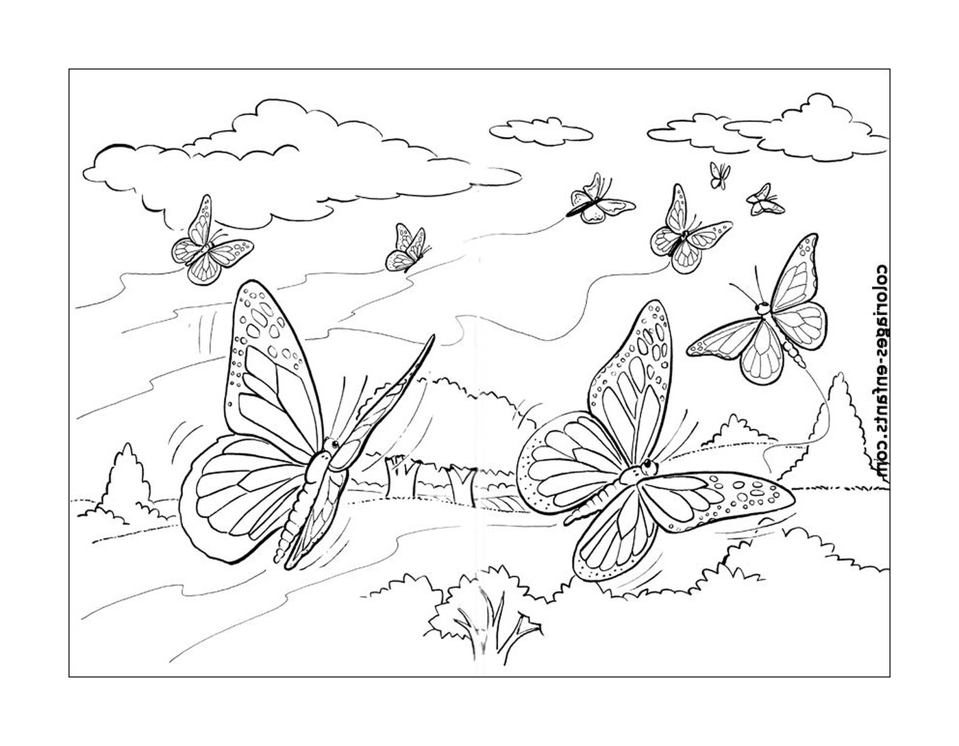  飞行中的蝴蝶 