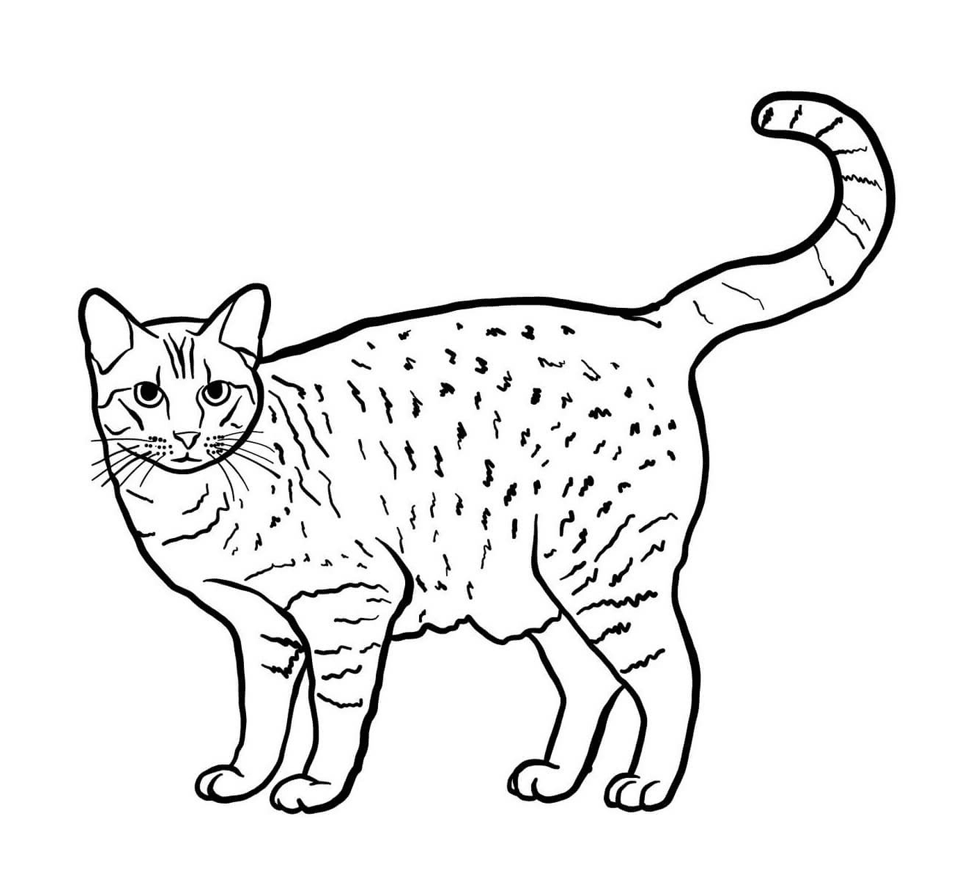  Ocicat, um gato com manchas 