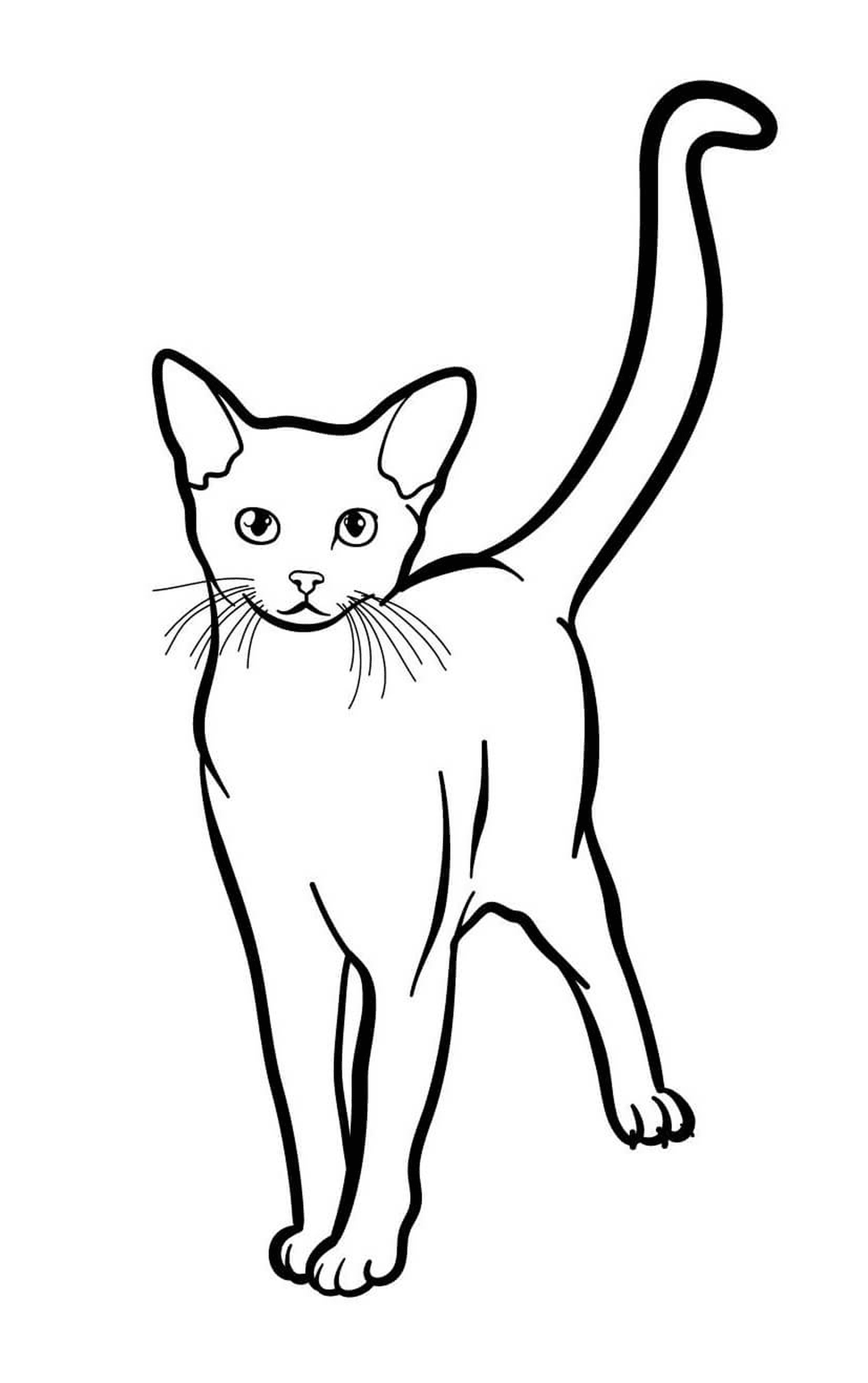  Abissínio, o gato exótico com olhos verdes 