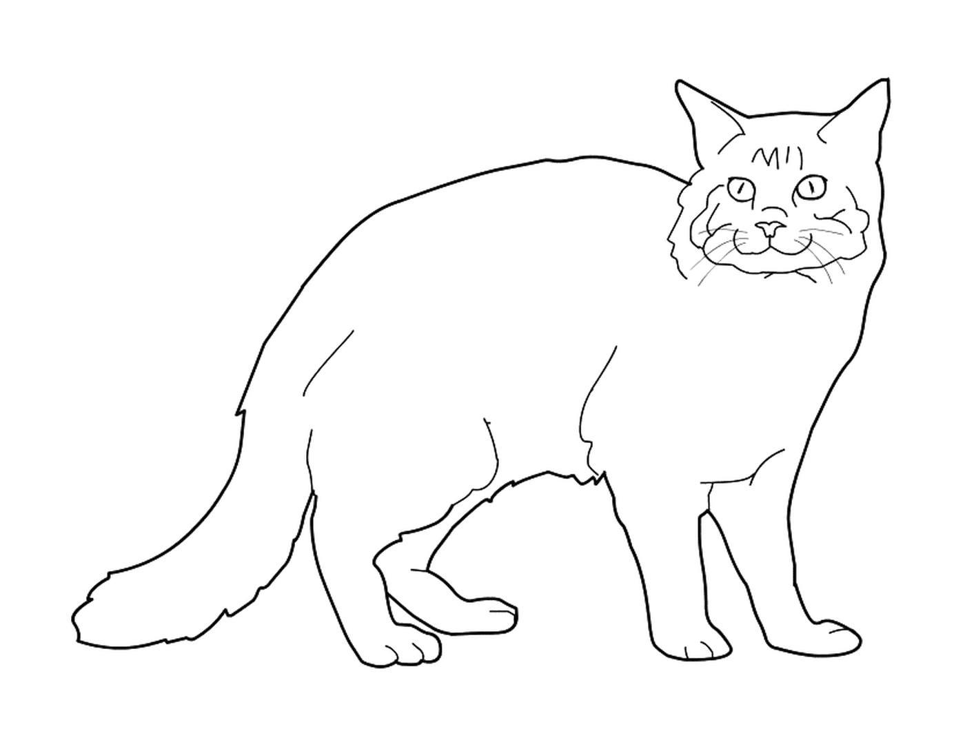  एक मुख्य कोल, एक बड़ा, लंबे-पिंड बिल्ली 
